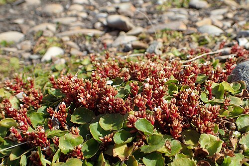 Crassula moschata: Crassula moschata in Punakaiki Pancake Rocks, West Coast