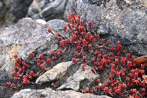 Crassula moschata: Crassula moschata in Punihuil on Chios, Chile