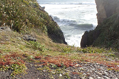 Crassula moschata: Crassula moschata in Punakaiki Pancake Rocks, West Coast