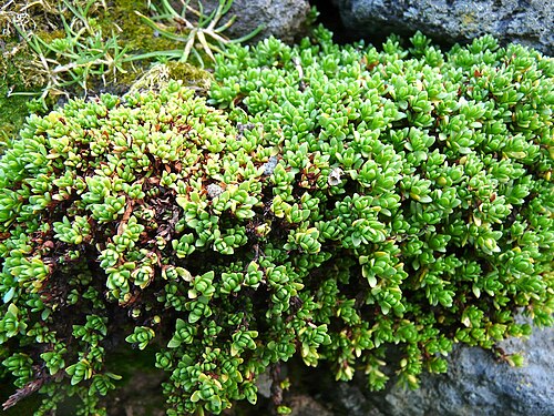 Crassula moschata: Crassula moschata