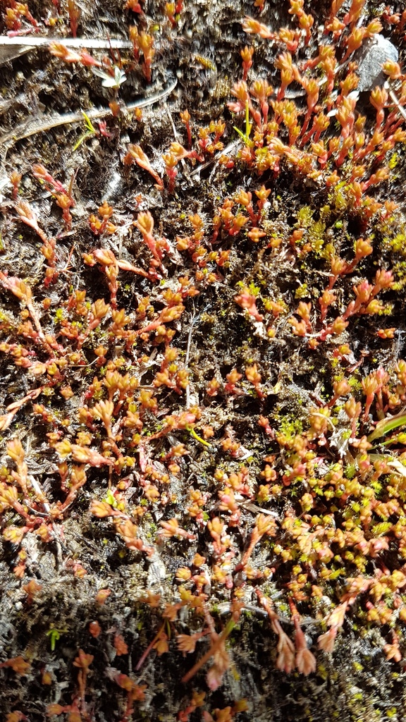 Crassula multicaulis (Crassula multicaulis)