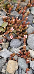 Crassula multicaulis (Crassula multicaulis)
