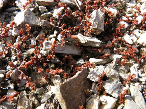 Crassula multicaulis (Crassula multicaulis)