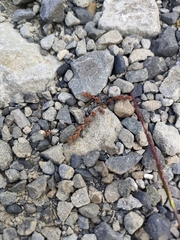 Crassula multicaulis (Crassula multicaulis)