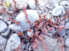 Crassula multicaulis (Crassula multicaulis)