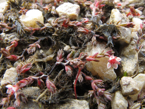 Crassula multicaulis (Crassula multicaulis)