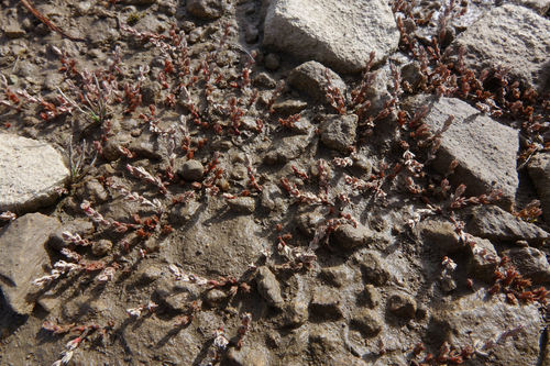 Crassula multicaulis (Crassula multicaulis)