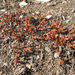 Crassula multicaulis (Crassula multicaulis)