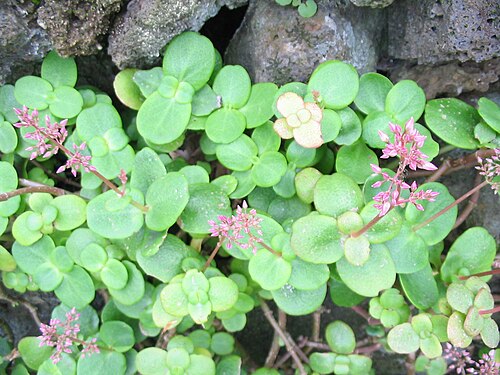 Cape Province pygmyweed: Crassula multicava - Habitus, South Africa.