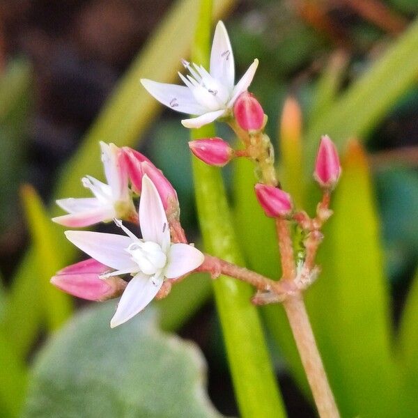 Cape Province pygmyweed (Crassula multicava)