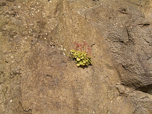Cape Province pygmyweed: Crassula multicava growing in Barlovento , La Palma , Canary Islands
