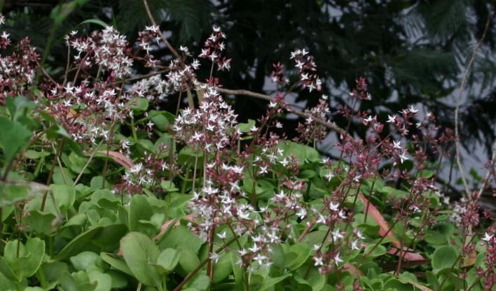 Cape Province pygmyweed (Crassula multicava)