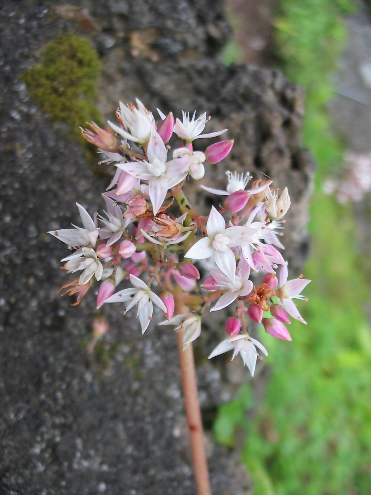 Cape Province pygmyweed: Crassula multicava - Blüte