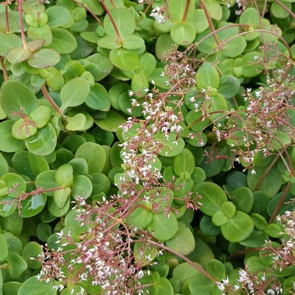 Cape Province pygmyweed (Crassula multicava)
