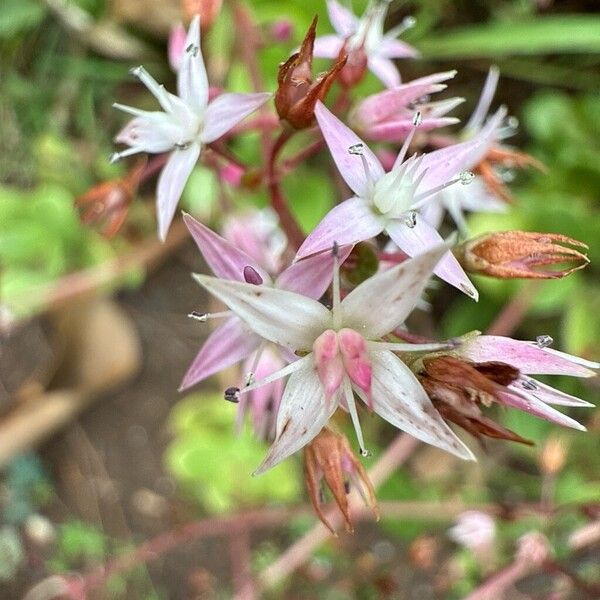 Cape Province pygmyweed (Crassula multicava)