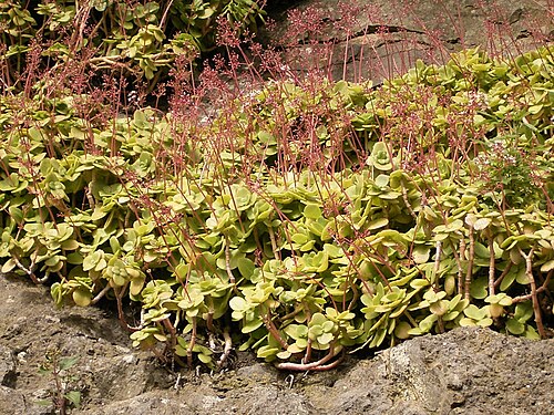 Cape Province pygmyweed: Crassula multicava growing in Barlovento , La Palma , Canary Islands
