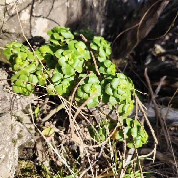 Cape Province pygmyweed (Crassula multicava)