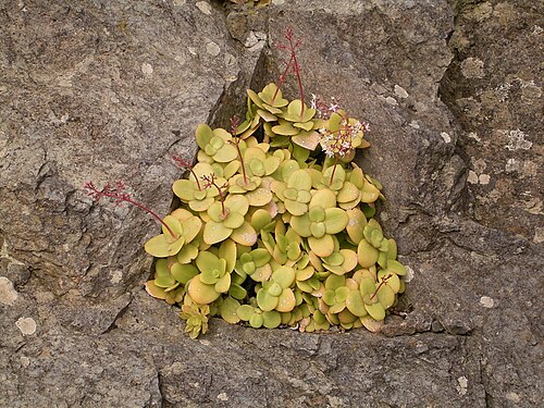 Cape Province pygmyweed: Crassula multicava growing in Barlovento , La Palma , Canary Islands