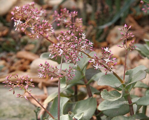 Cape Province pygmyweed: Crassula multicava im Botanischen Garten Dresden