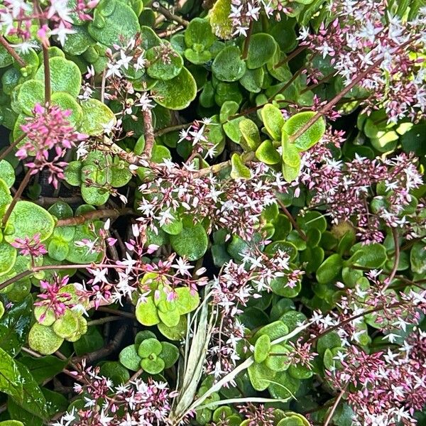 Cape Province pygmyweed (Crassula multicava)