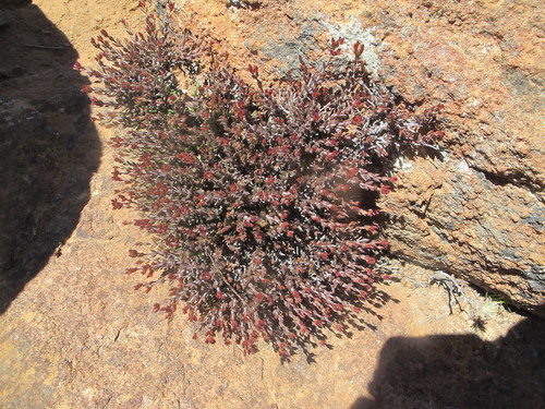 Crassula muricata (Crassula muricata)