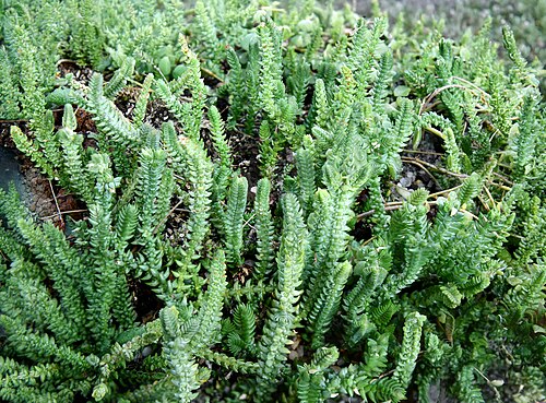 Crassula muscosa: Crassula muscosa