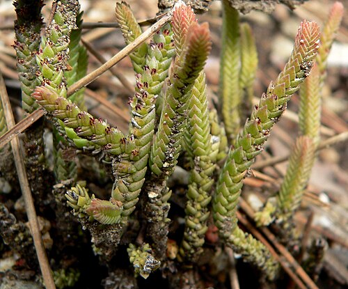 Crassula muscosa: Photo of Crassula muscosa (labelled C. lycopodoides ) at the University of California Botanical Garden