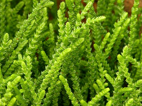 Crassula muscosa: A picture a Crassula muscosa 'Princess Pine' en plant. Photo taken at the Chanticleer Garden where it was identified. Camera and Exposure Details: Camera: Nikon