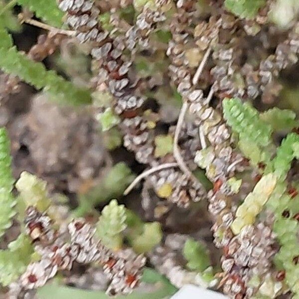 Crassula muscosa (Crassula muscosa)