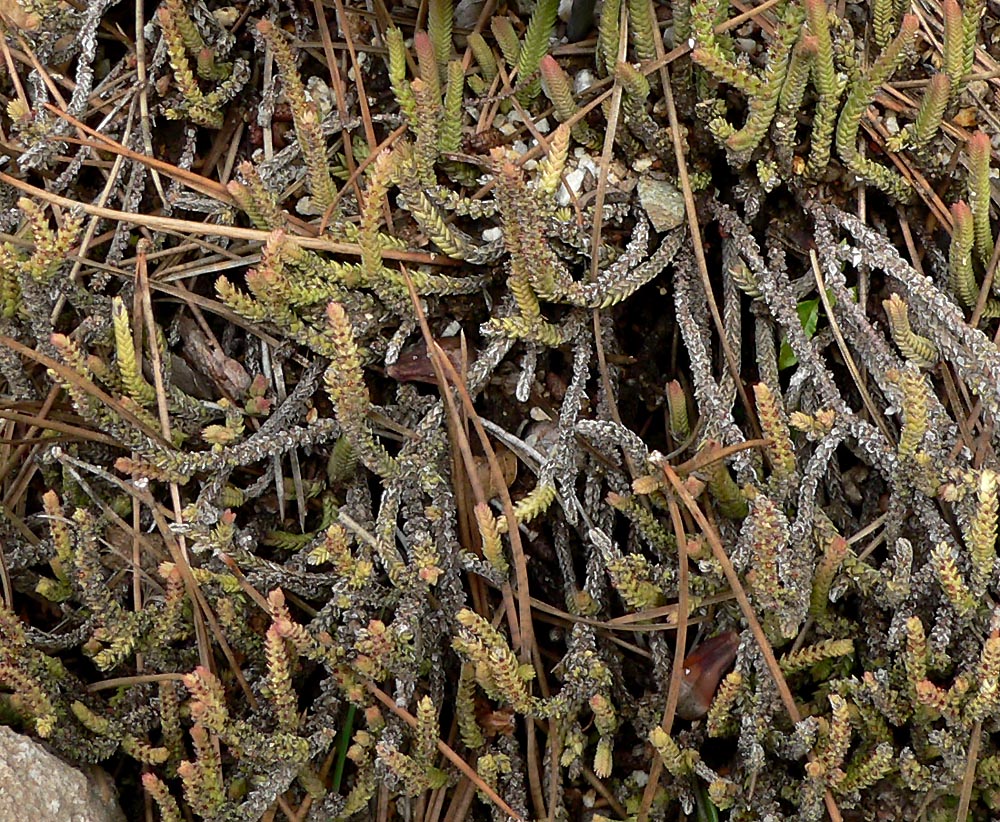Crassula muscosa: Photo of Crassula muscosa (labelled C. lycopodoides ) at the University of California Botanical Garden