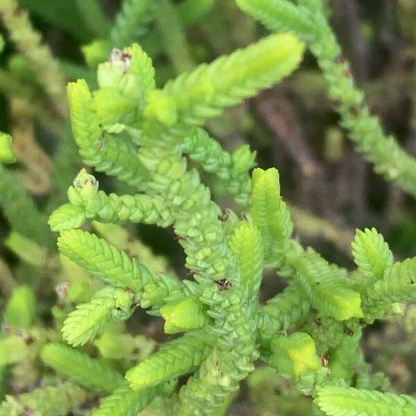 Crassula muscosa (Crassula muscosa)