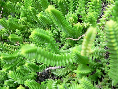 Crassula muscosa: Crassula muscosa , Watch Chain or Lizard's Tail, native to South Africa, and grown as a potted garden plant.