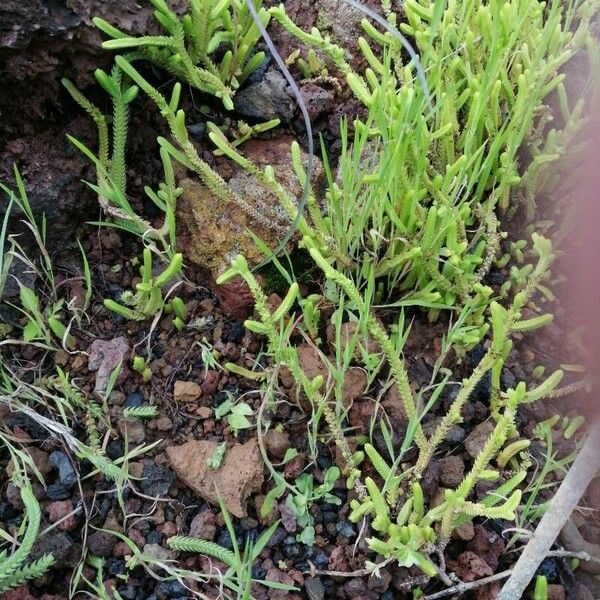 Crassula muscosa (Crassula muscosa)