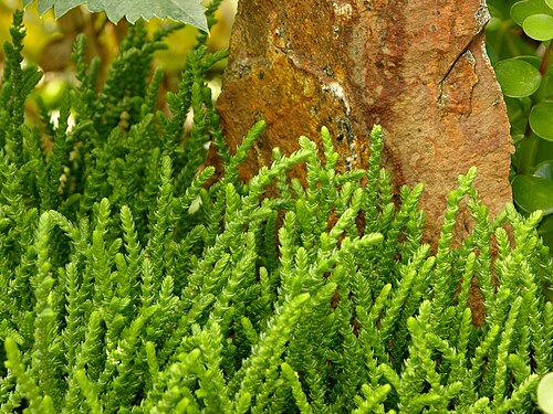 Crassula muscosa: A picture of the stems of the Crassula muscosa en 'Princess Pine'. Photo taken at the Chanticleer Garden where it was identified. Camera and Exposure Details: C