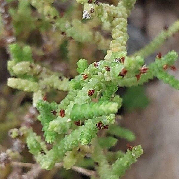 Crassula muscosa (Crassula muscosa)