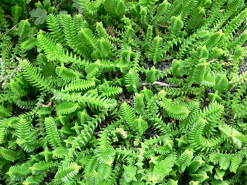 Crassula muscosa: Crassula muscosa , Watch Chain or Lizard's Tail, native to South Africa, and grown as a potted garden plant.
