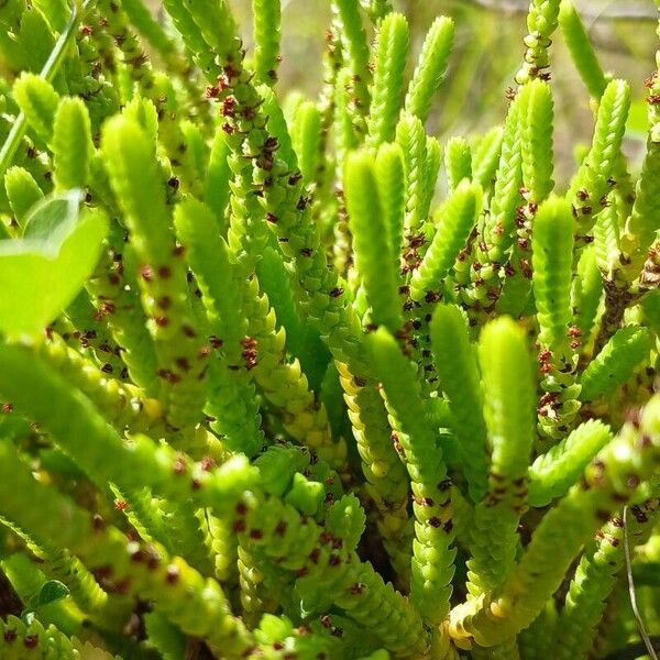 Crassula muscosa (Crassula muscosa)