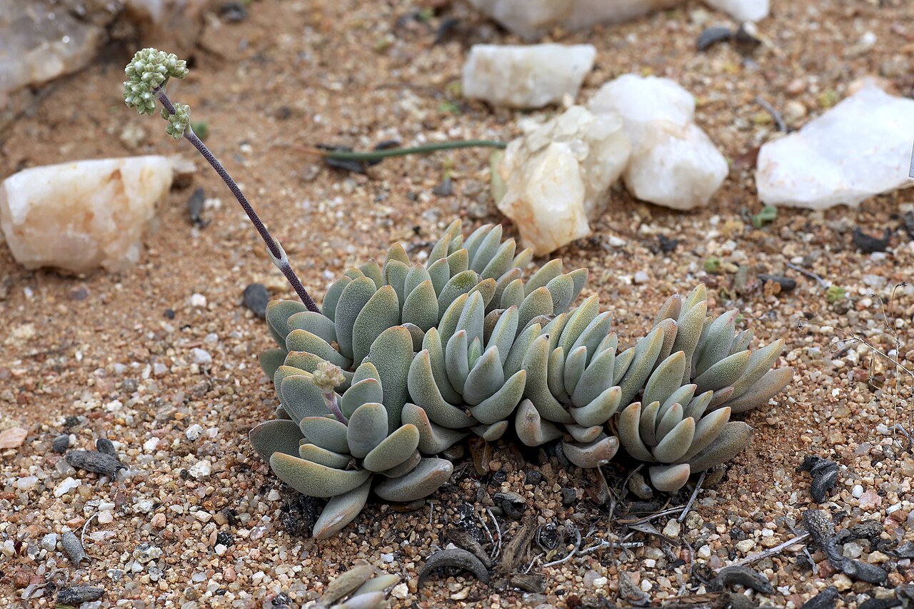 Crassula namaquensis: Goegap Nature Reserve garden, Springbok, Namaqualand, Northern Cape, South Africa