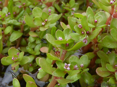 Crassula natans (Crassula natans)