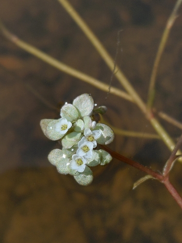 Crassula natans (Crassula natans)