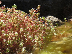 Crassula natans (Crassula natans)