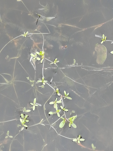 Crassula natans (Crassula natans)