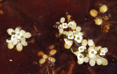 Crassula natans (Crassula natans)