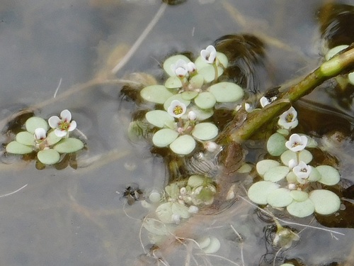 Crassula natans (Crassula natans)