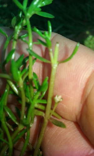 Crassula natans (Crassula natans)