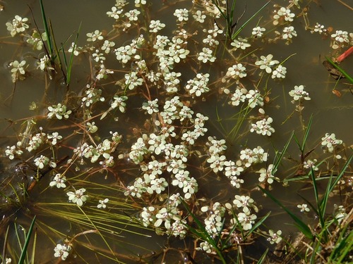 Crassula natans (Crassula natans)