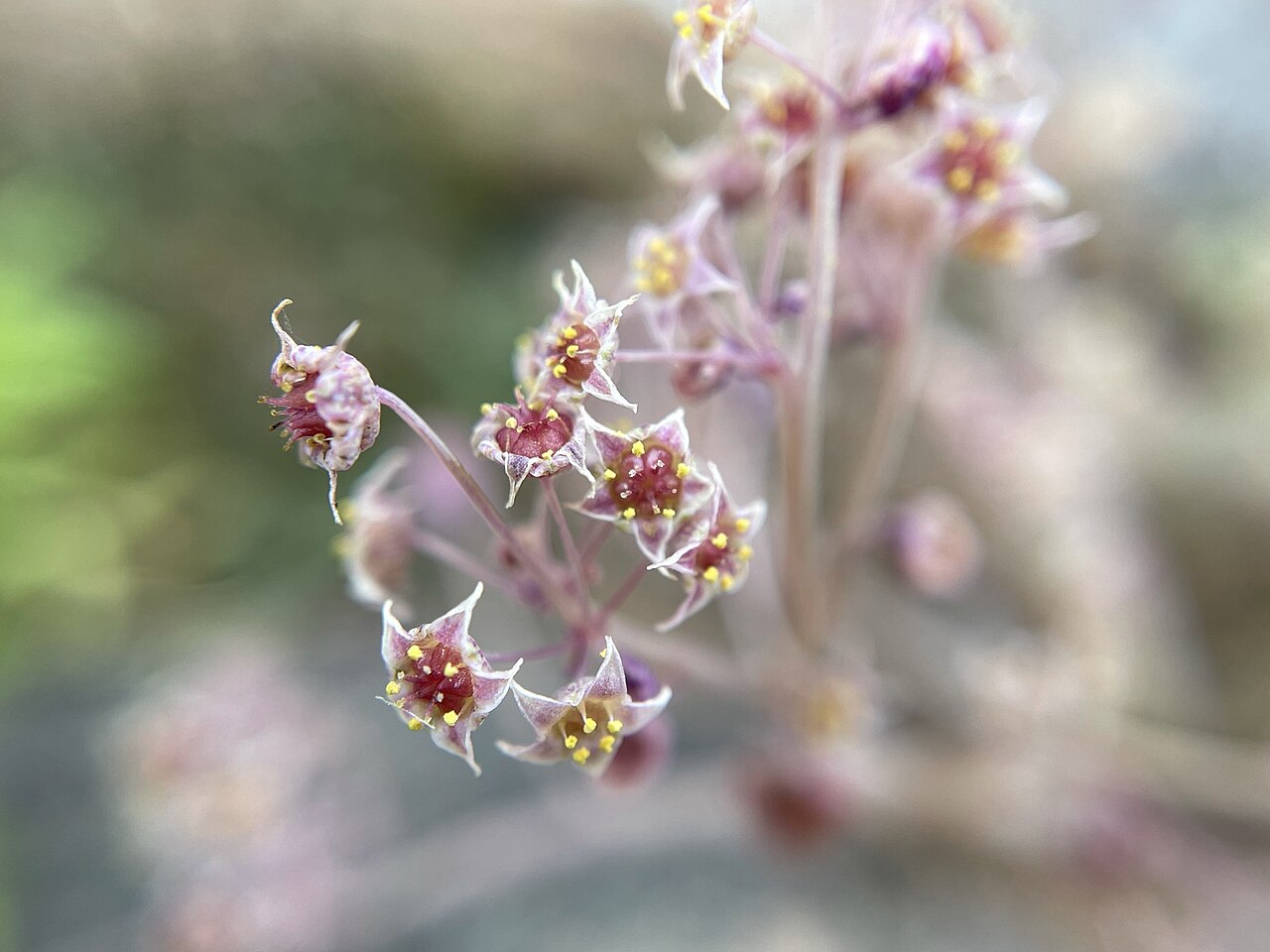 Crassula nemorosa: Crassula nemorosa in South Africa