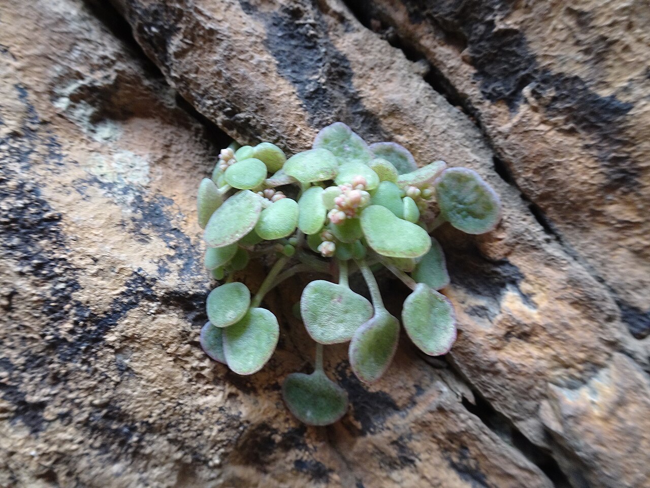 Crassula nemorosa: Crassula nemorosa in South Africa