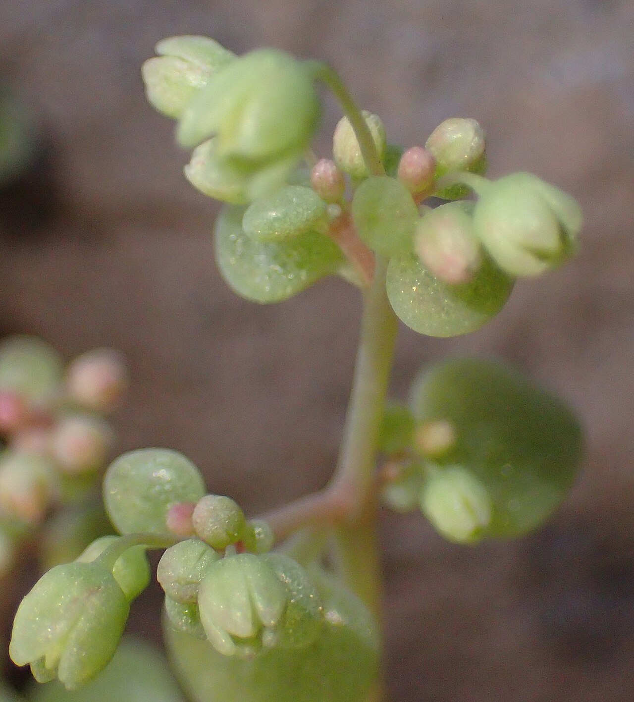 Crassula nemorosa: Crassula nemorosa in South Africa