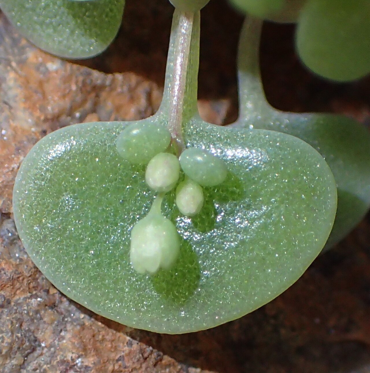 Crassula nemorosa: Crassula nemorosa in South Africa